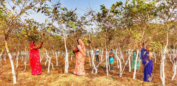 Special Article: Silk threads brought happiness in the lives of women...The women of the group became self-reliant through worm farming and cocoon production.