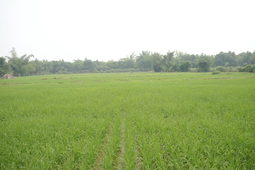 छत्तीसगढ़ रजत महोत्सव : 25 वर्षों की गौरवशाली कृषि यात्रा’ छत्तीसगढ़ रजत महोत्सव : 25 वर्षों की गौरवशाली कृषि यात्रा’
