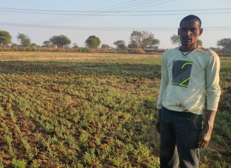 चना की फसल लेने से कम लागत में अधिक फायदा ले रहे किसान चना की फसल लेने से कम लागत में अधिक फायदा ले रहे किसान