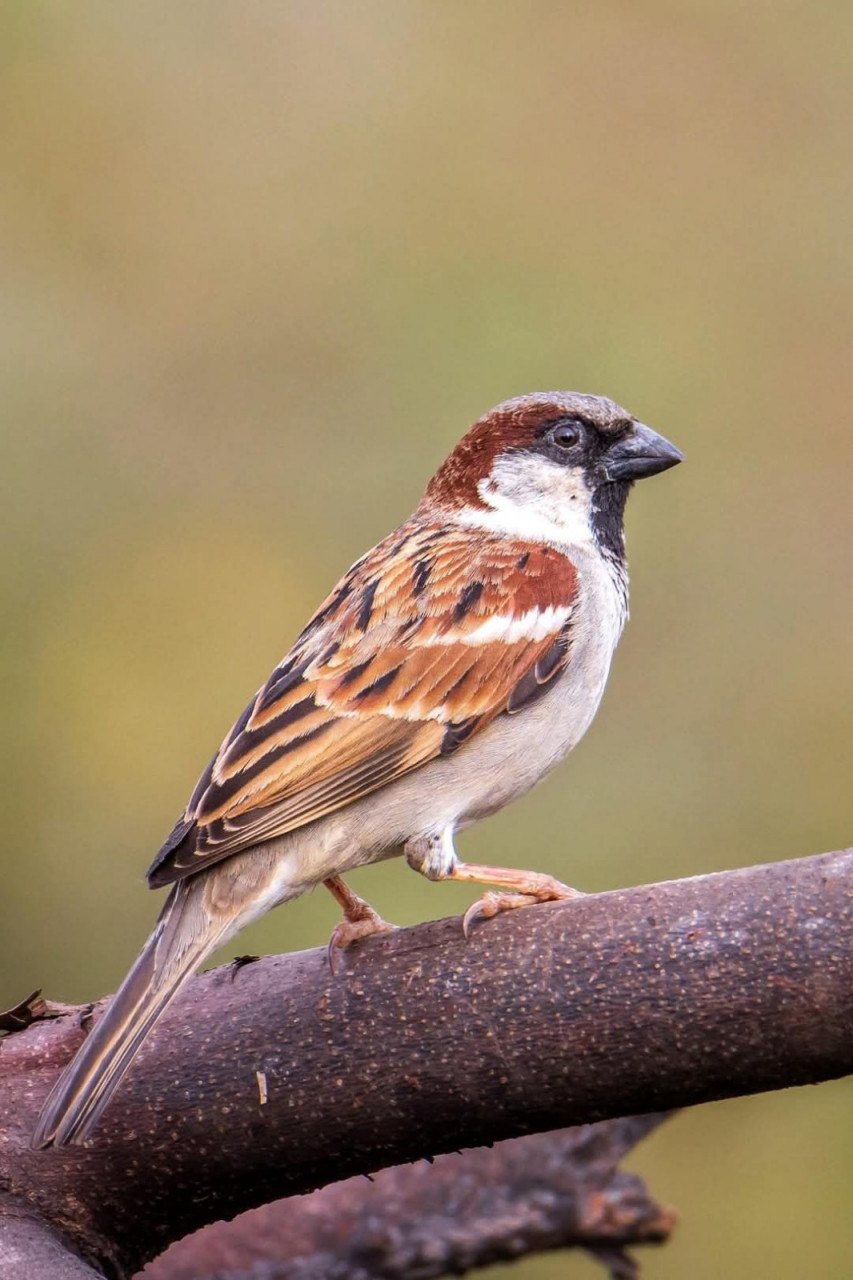 विश्व गौरैया दिवस पर वेबीनार आयोजित : संरक्षण के लिए जागरूकता पर जोर विश्व गौरैया दिवस पर वेबीनार आयोजित : संरक्षण के लिए जागरूकता पर जोर