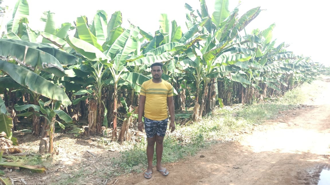 केला उत्पादन से बढ़ी आमदनी, उद्यानिकी खेती से मिला नया सहारा केला उत्पादन से बढ़ी आमदनी, उद्यानिकी खेती से मिला नया सहारा