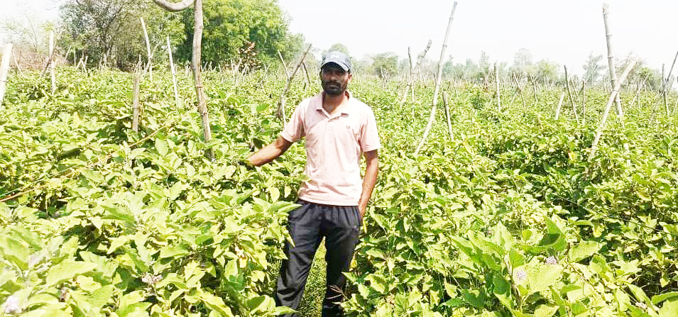 ग्राफ्टेड बैंगन की उन्नत खेती से अमृत बंजारे की आर्थिक स्थिति हुई सुदृढ़ ग्राफ्टेड बैंगन की उन्नत खेती से अमृत बंजारे की आर्थिक स्थिति हुई सुदृढ़