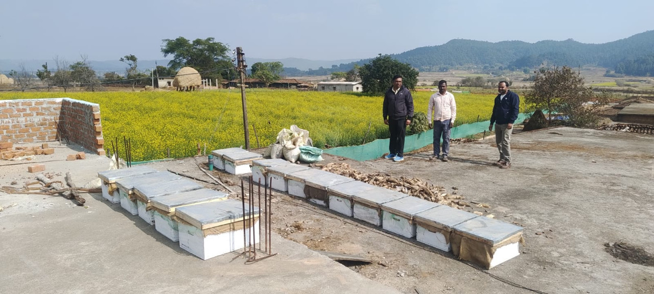 मधुमक्खी पालन: कम लागत में ज्यादा मुनाफे का बेहतर विकल्प मधुमक्खी पालन: कम लागत में ज्यादा मुनाफे का बेहतर विकल्प