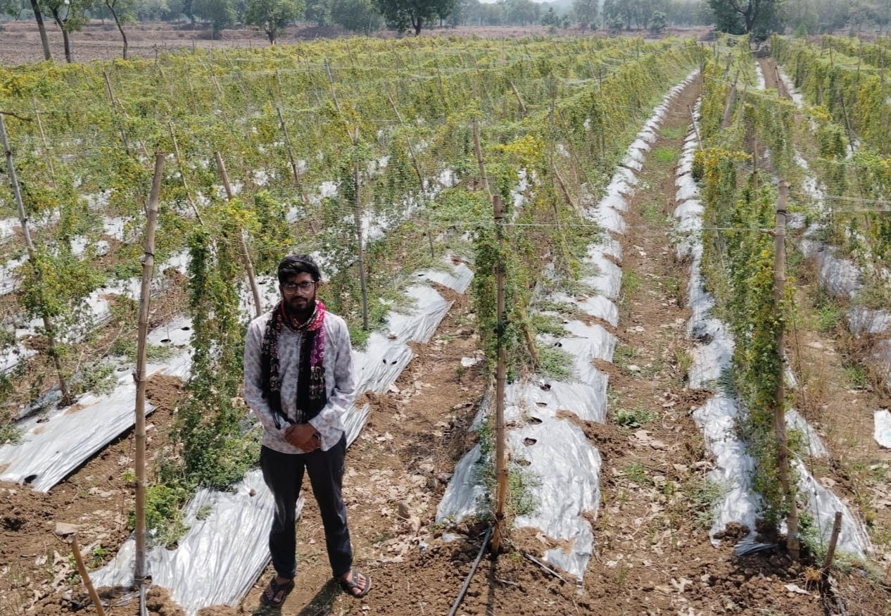 करेले की खेती ने बदली तकदीर धान से सात गुना अधिक हुई आय