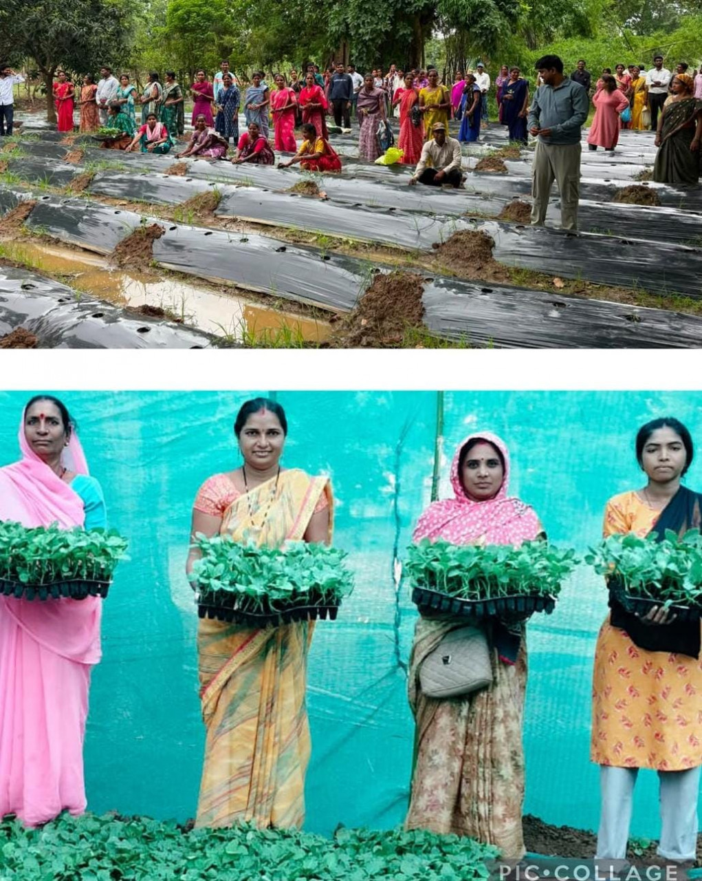 जलवायु परिवर्तन के दौर में किसानों के लिए वरदान बनेगी ग्राफ्टेड सब्जी: धमतरी में वैज्ञानिक प्रशिक्षण संपन्न जलवायु परिवर्तन के दौर में किसानों के लिए वरदान बनेगी ग्राफ्टेड सब्जी: धमतरी में वैज्ञानिक प्रशिक्षण संपन्न