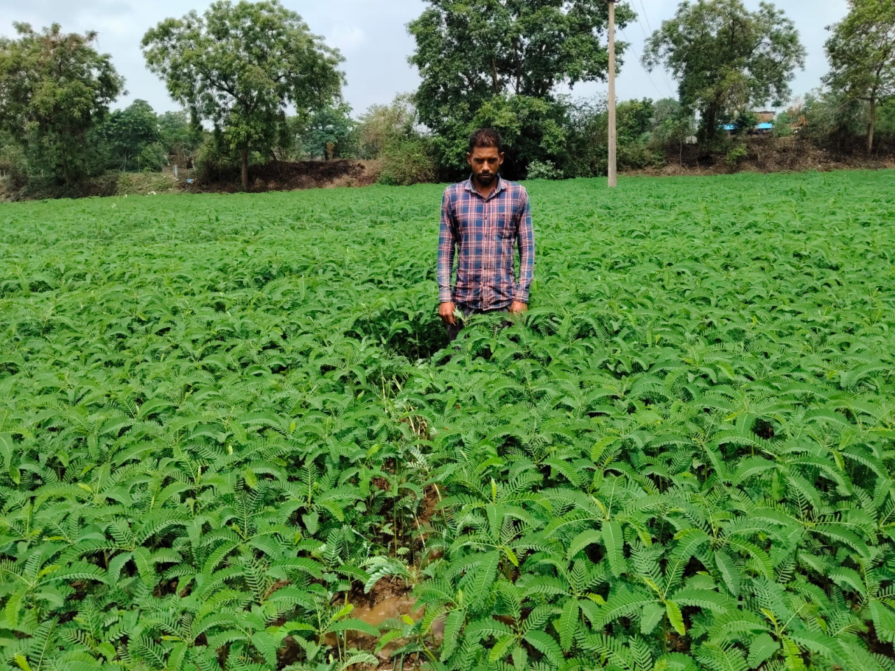 हरी खाद (ढैंचा) से संवर रही खेतों की सेहत, टिकाऊ खेती की ओर बढ़ रहे किसान