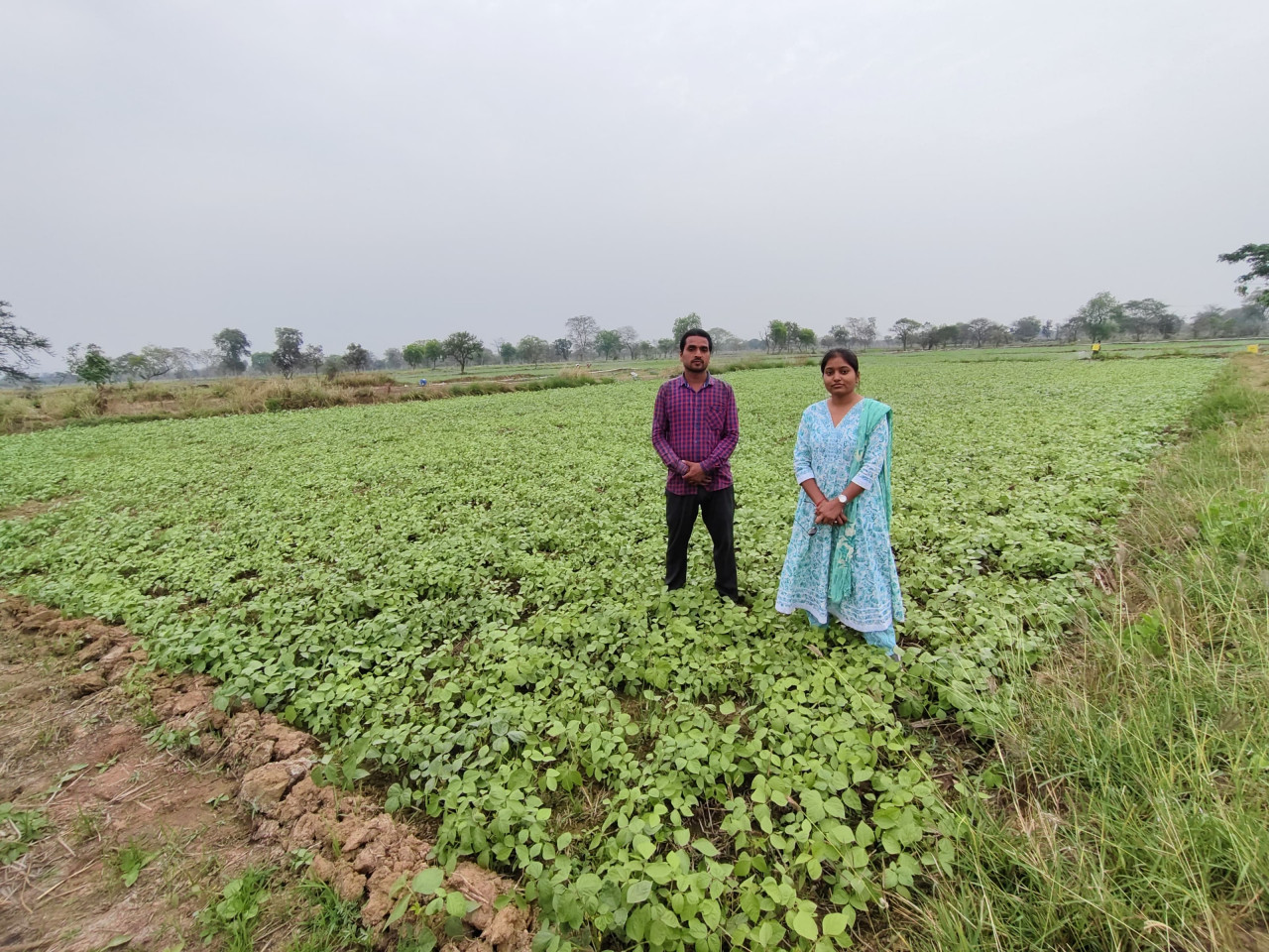 फसल विविधीकरण बना आर्थिक समृद्धि का आधार फसल विविधीकरण बना आर्थिक समृद्धि का आधार