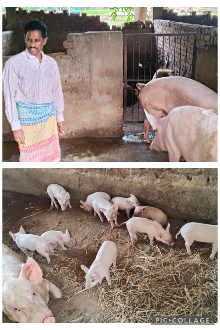 मेहनत और सरकारी सहयोग का परिणाम, सूकर पालन से आर्थिक सशक्तिकरण की मिसाल