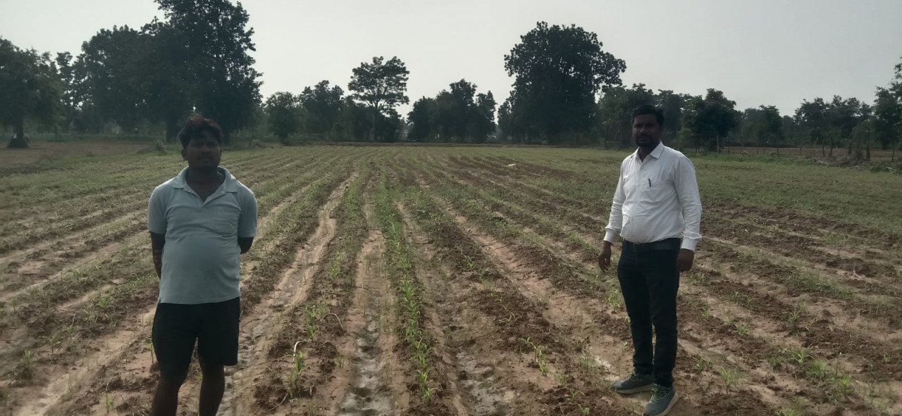 धान से दलहन-तिलहन की ओर बढ़ रहा महासमुंद, 6 हजार हेक्टेयर में बदली खेती की तस्वीर धान से दलहन-तिलहन की ओर बढ़ रहा महासमुंद, 6 हजार हेक्टेयर में बदली खेती की तस्वीर