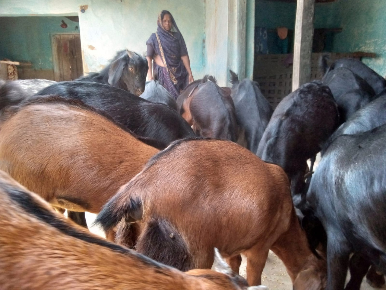 बिहान ने बदली मीरा सिंह की तकदीर, बकरी पालन से बनीं आत्मनिर्भरता