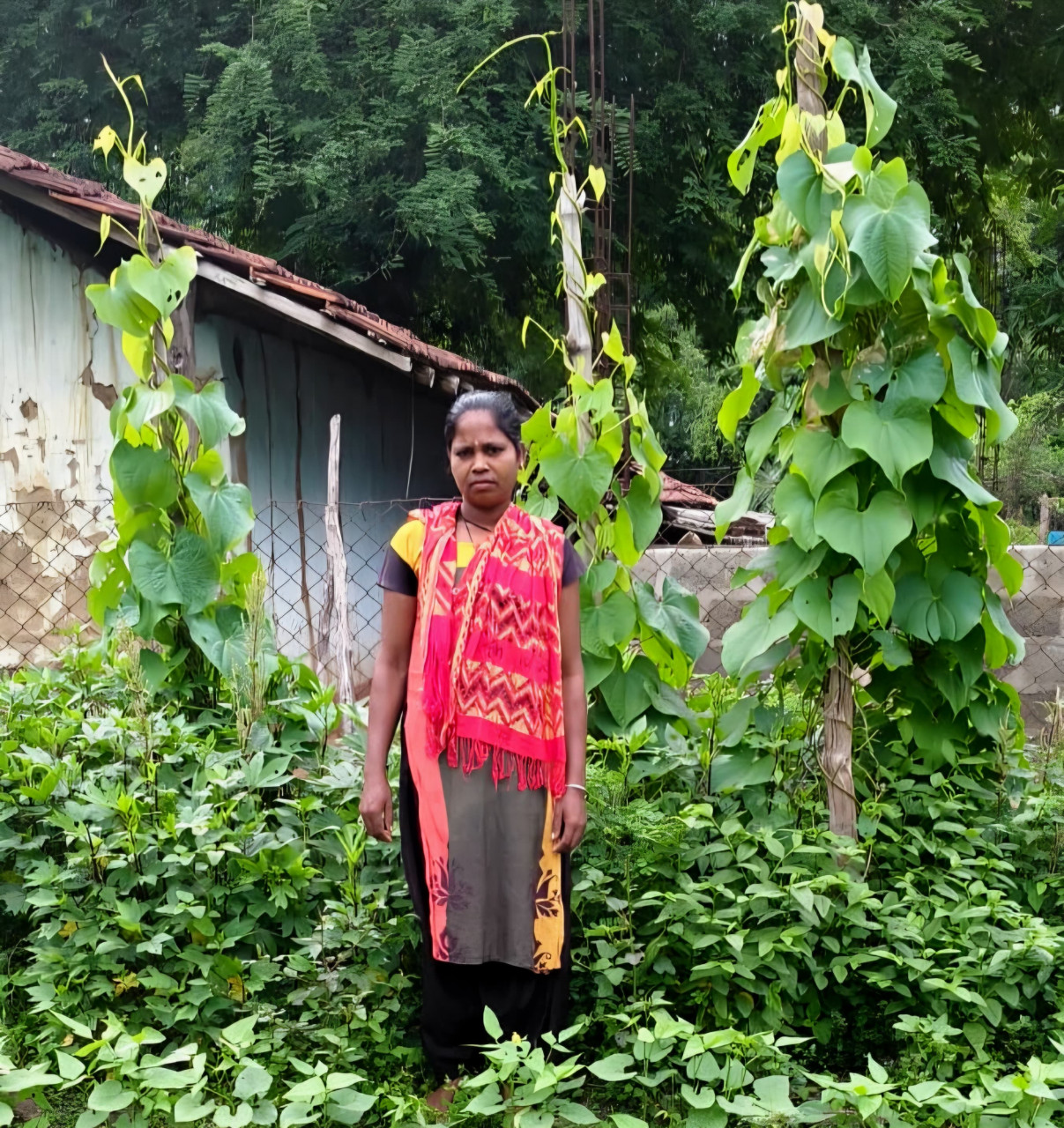 किचन गार्डन से आत्मनिर्भर बन रहीं बिहान की दीदियां किचन गार्डन से आत्मनिर्भर बन रहीं बिहान की दीदियां