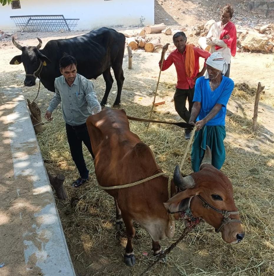 वैज्ञानिक पशुपालन से मिसाल बने धमतरी के धनऊ सोनकर वैज्ञानिक पशुपालन से मिसाल बने धमतरी के धनऊ सोनकर