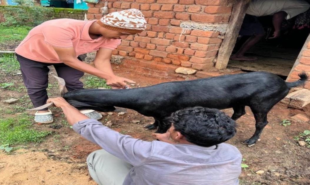 नारायणपुर का सुरक्षा कवच : 92 हजार टीकों से मुस्कुराया पशुधन, संवर रही ग्रामीण अर्थव्यवस्था नारायणपुर का सुरक्षा कवच : 92 हजार टीकों से मुस्कुराया पशुधन, संवर रही ग्रामीण अर्थव्यवस्था