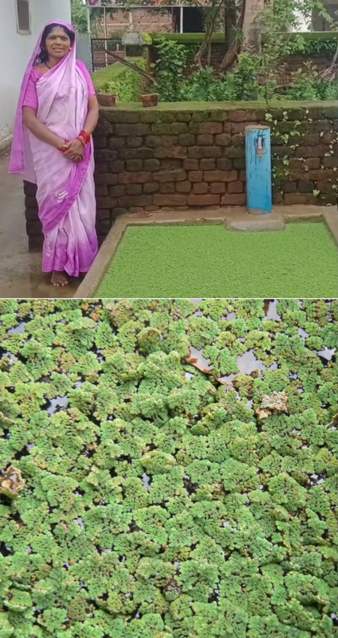 तालाबों और जलाशयों में उगने वाली अजोला बनी आजीविका और प्राकृतिक खेती का आधार : ग्राम पंचायत अमाली की आदिवासी बिहान दीदियों ने पेश की प्रेरक मिसाल