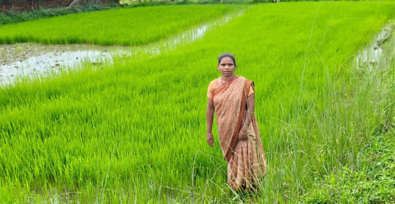 महिलाओं की सामूहिक ताकत से महका एमसीबी का जीराफूल धान महिलाओं की सामूहिक ताकत से महका एमसीबी का जीराफूल धान
