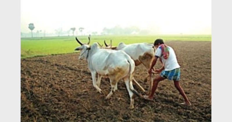 मानसून में देरी से घबराएं नहीं, समय पर करें धान की बोआई-रोपाई : कृषि वैज्ञानिक