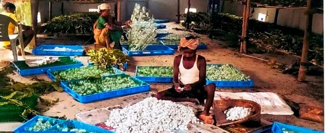 नारायणपुर में रेशम से बुना जा रहा आत्मनिर्भरता का ताना-बाना नारायणपुर में रेशम से बुना जा रहा आत्मनिर्भरता का ताना-बाना