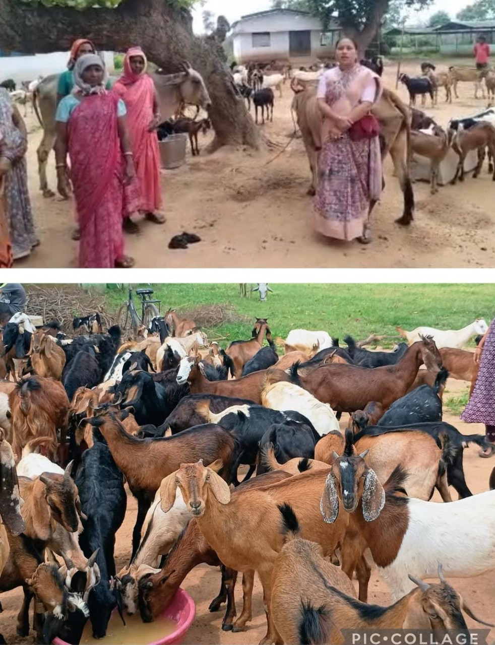 संघर्ष से स्वावलंबन- धमतरी की छिपली दीदियों ने बकरी पालन से शुरू कर खड़ा किया बहुआयामी आजीविका का साम्राज्य