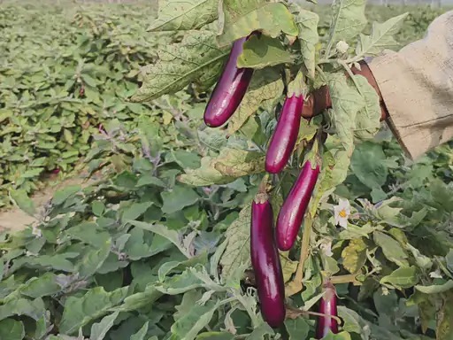 बंजर जमीन पर लहलहाई ग्राफ्टेड फसल