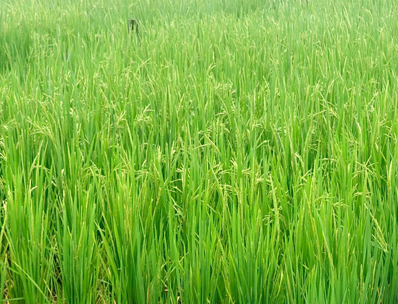 धान की फसल में बालियाँ निकलने की अवस्था, महत्वपूर्ण है उचित फसल प्रबंधन: एनआईबीएसएम धान की फसल में बालियाँ निकलने की अवस्था, महत्वपूर्ण है उचित फसल प्रबंधन: एनआईबीएसएम