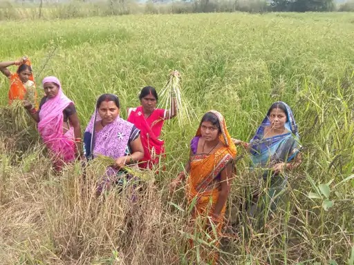 सेवा संकल्प अभियान : औषधीय खस की खेती से आत्मनिर्भरता की ओर बढ़ते कदम