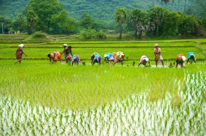 छत्तीसगढ़ में लक्ष्य का 98 प्रतिशत बोनी पूर्ण