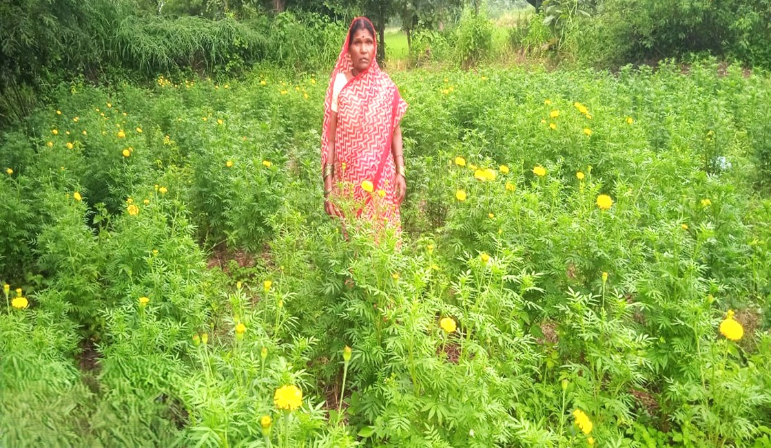 सेवा की कहानी : राष्ट्रीय बागवानी मिशन के अंतर्गत पुष्प क्षेत्र विस्तार घटक योजना से कुमारी ने गेंदे की खेती को अपनाया