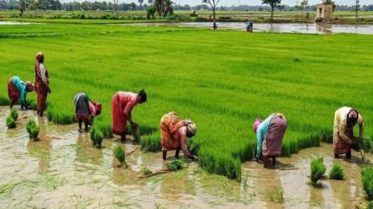 छत्तीसगढ़ में लक्ष्य शत्-प्रतिशत बोनी पूर्ण : अब तक किसानों को 13.40 लाख मीट्रिक टन उर्वरकों का वितरण